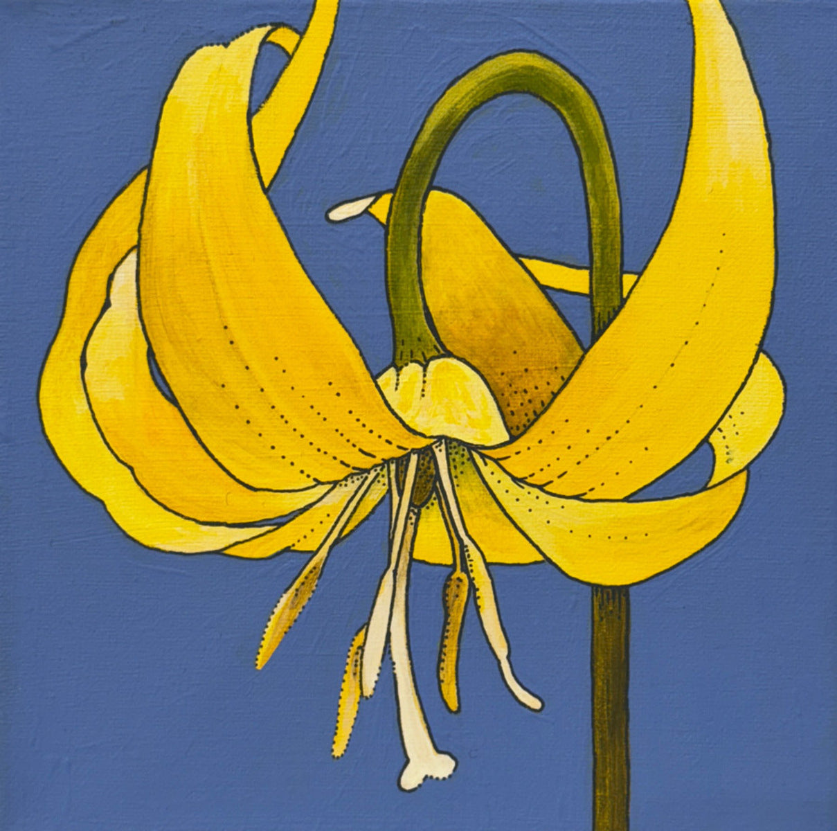 Glacier Lily on Blue