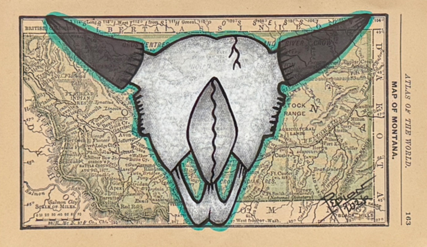 Montana Buffalo Skull
