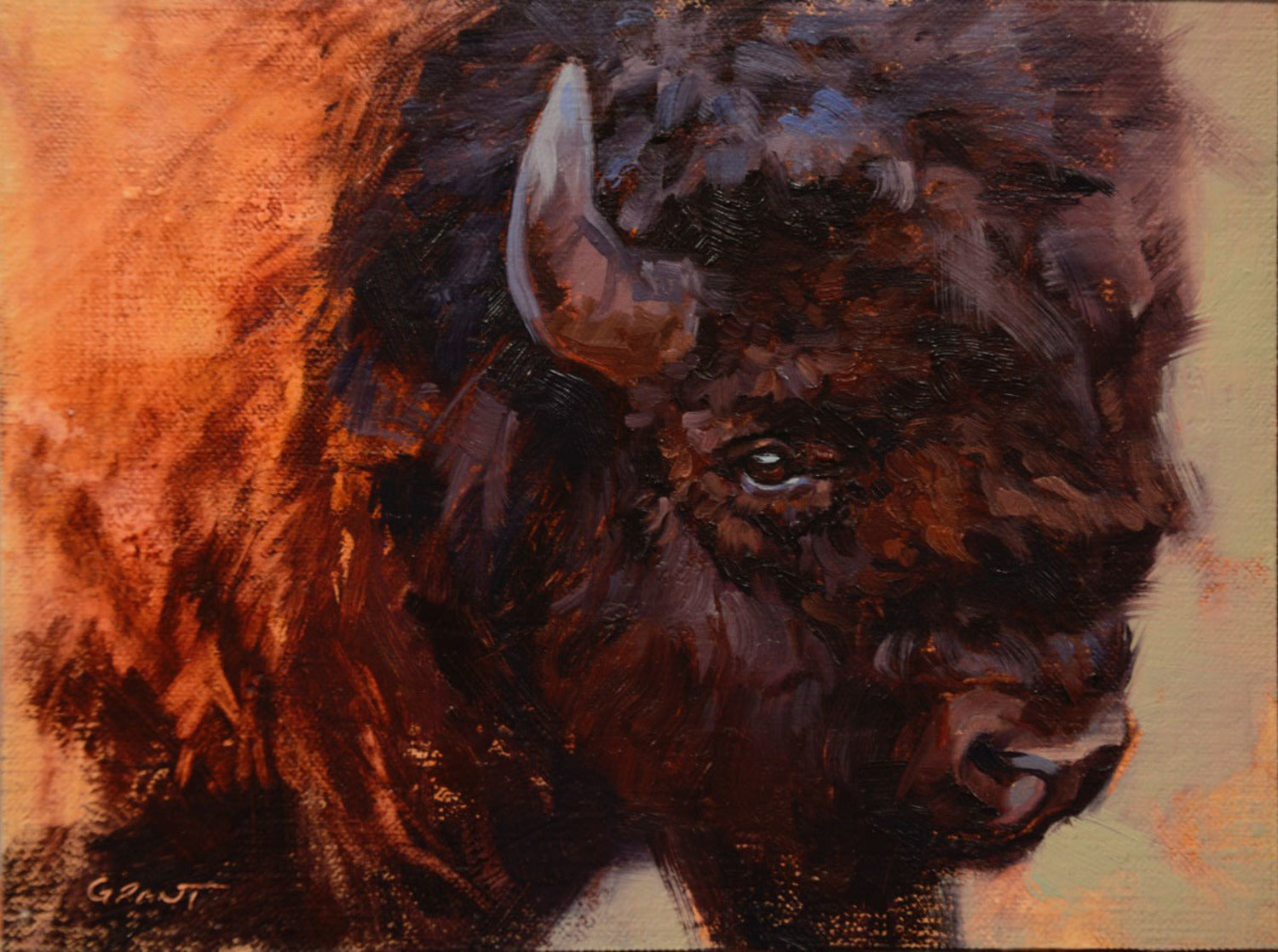 Bison Bull