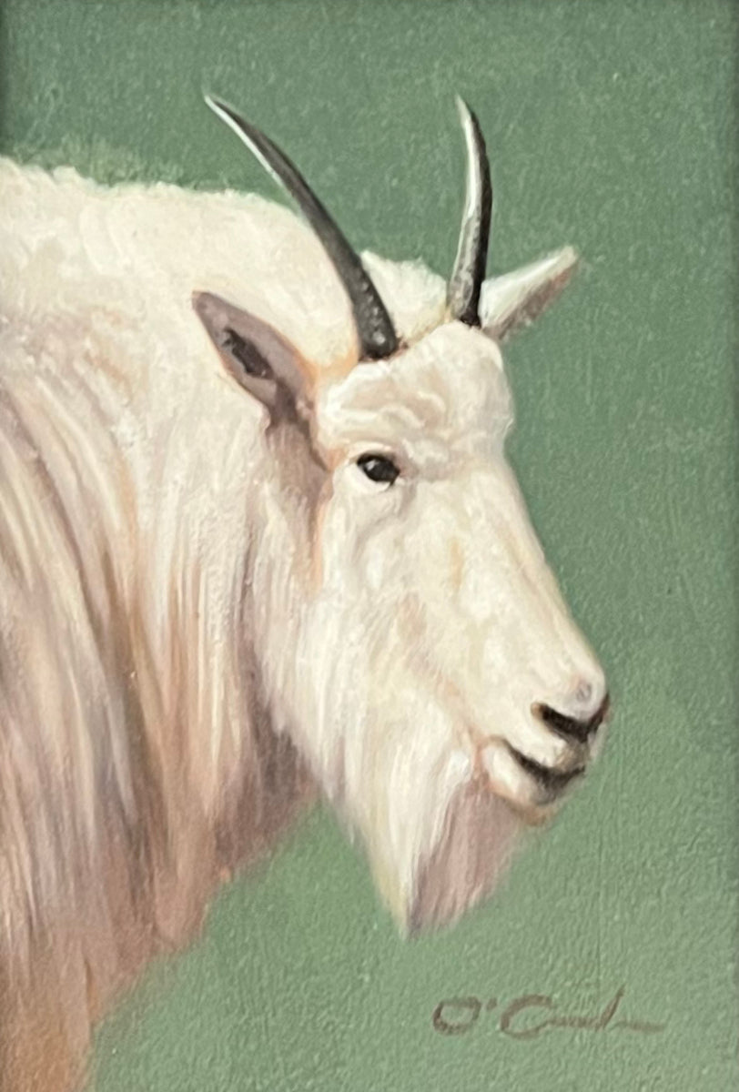 Mountain Goat on Sage Green
