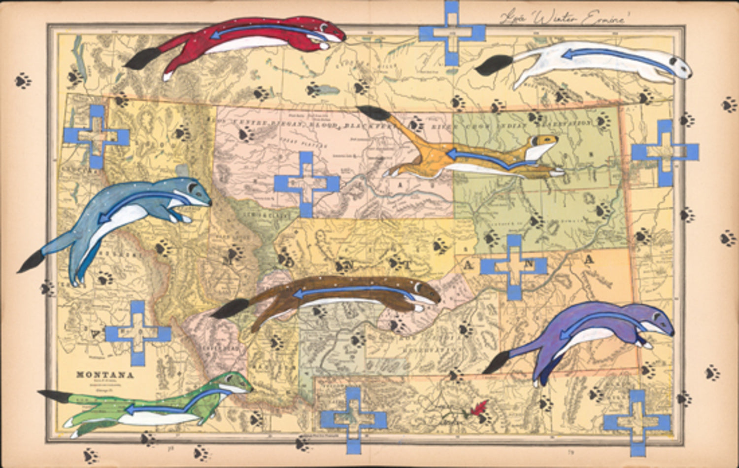 Łpá ‘Winter Ermine’ in Color