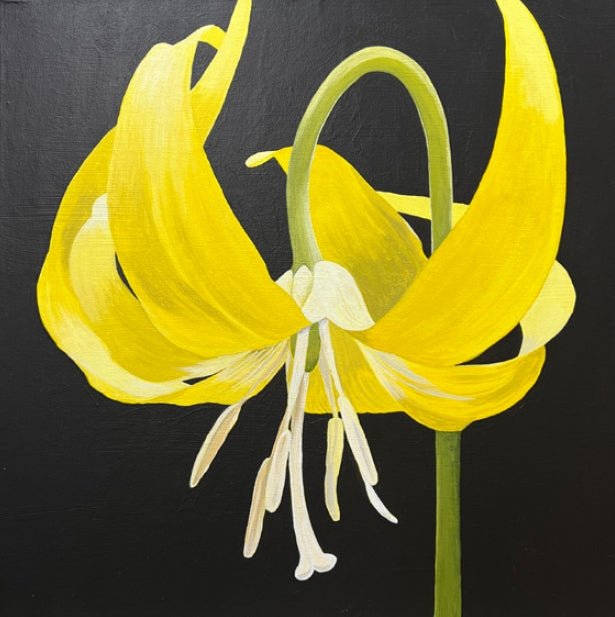 A yellow flower with long petals that arc upwards while the center of the flower points downwards.