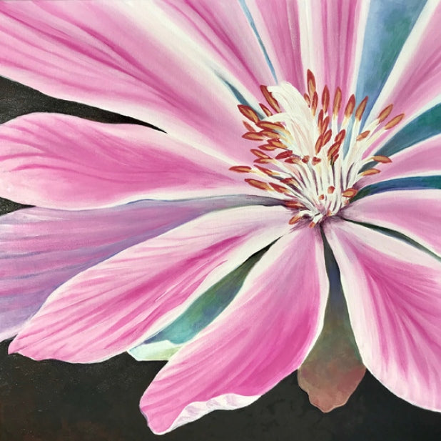 A pink and white flower with long thin petals