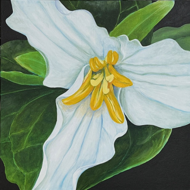 A white flower with three petals, a yellow center, and green leaves.