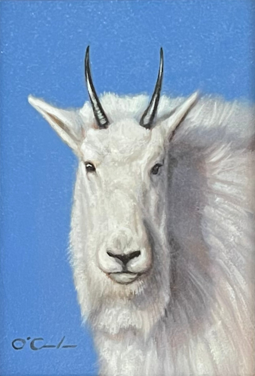 Mountain Goat Face On