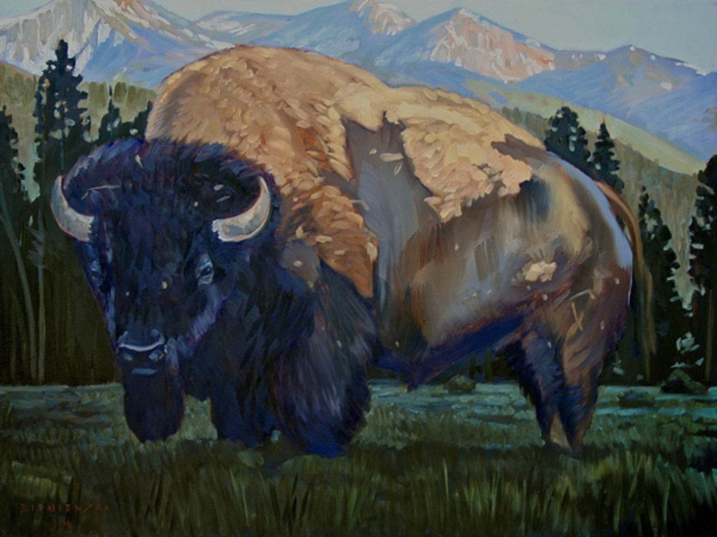 Yellowstone Bison