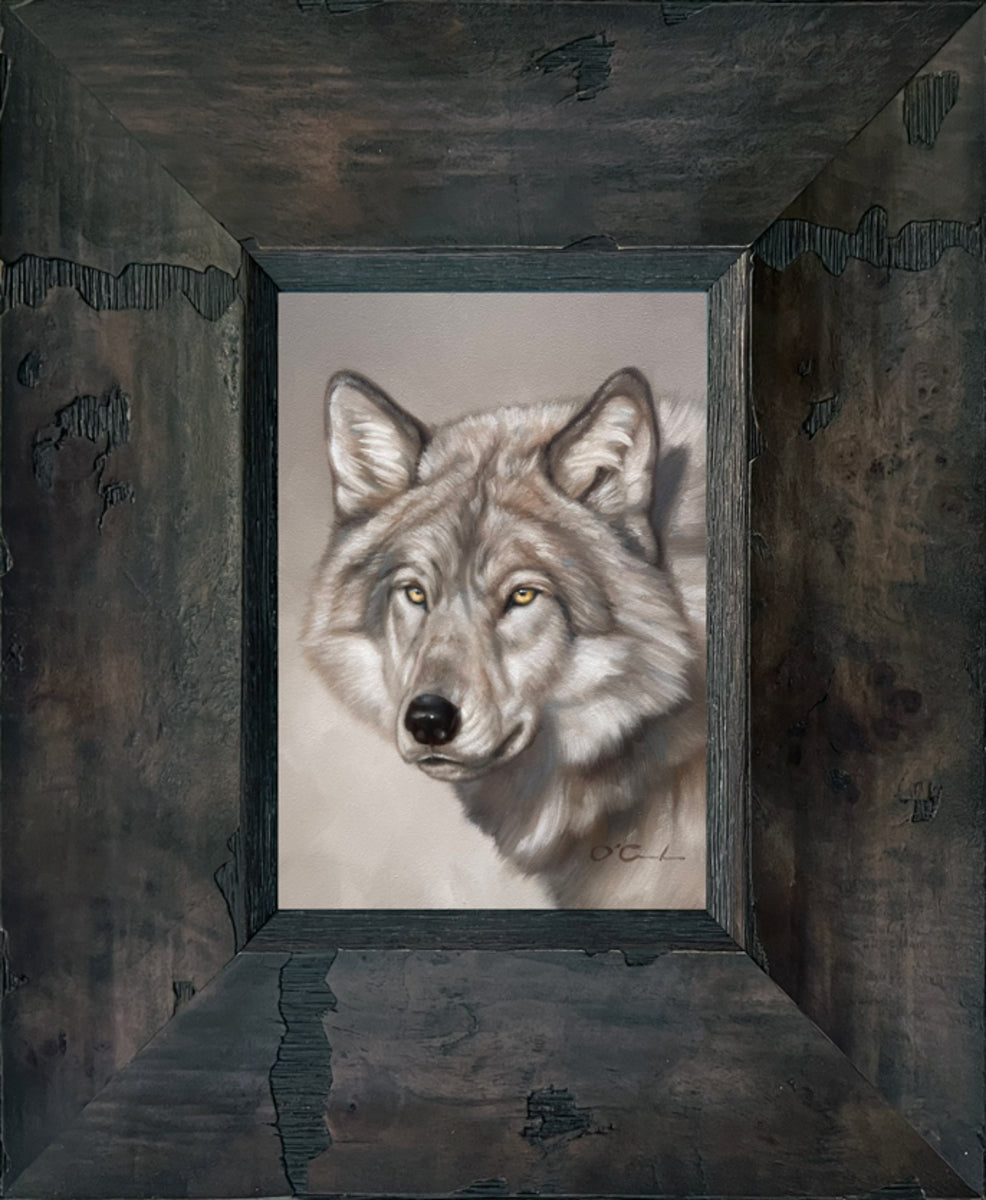 Silvery Stare