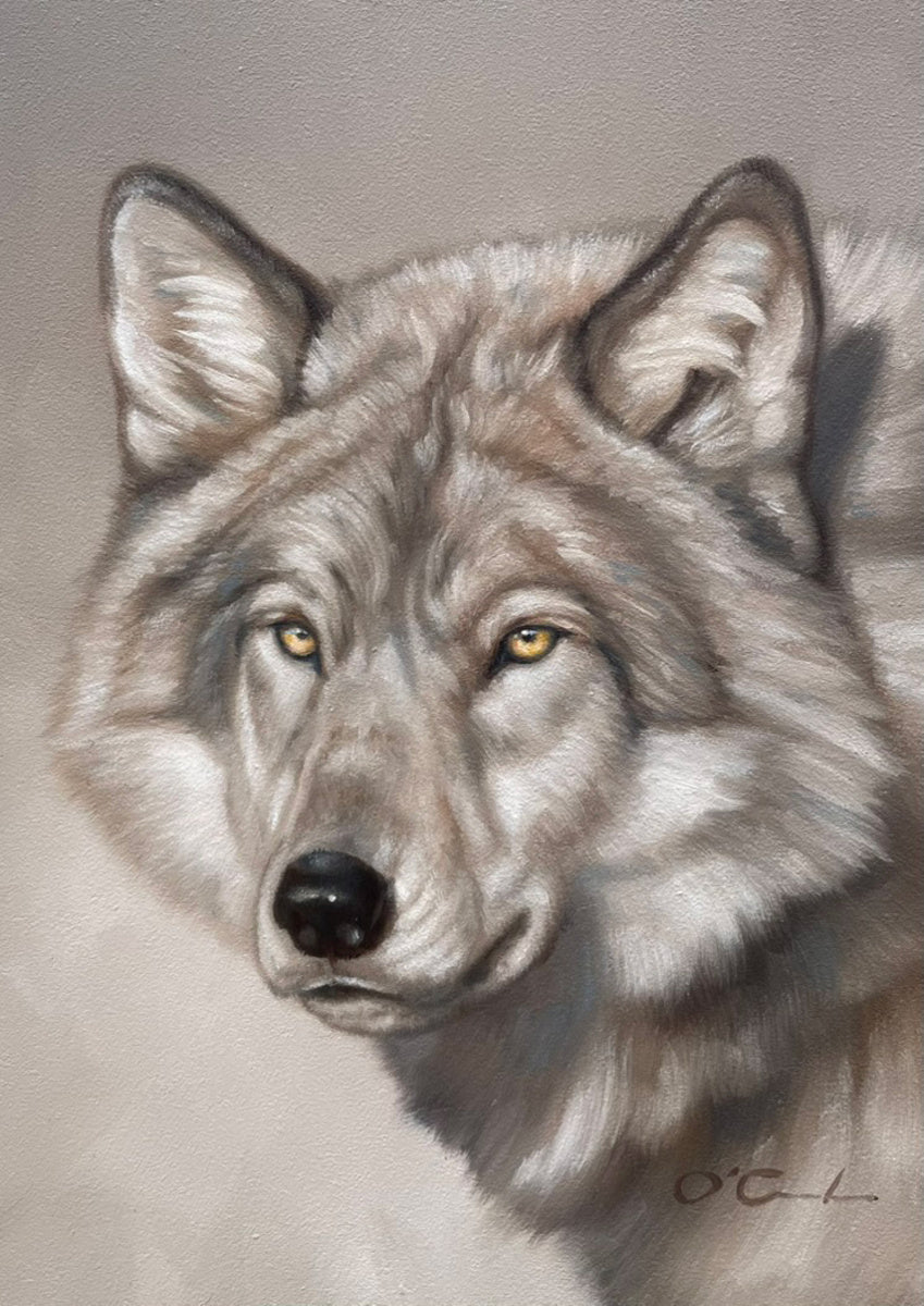 Silvery Stare