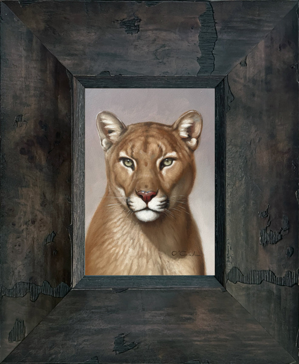 Cougar's Calm