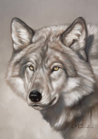Silvery Stare