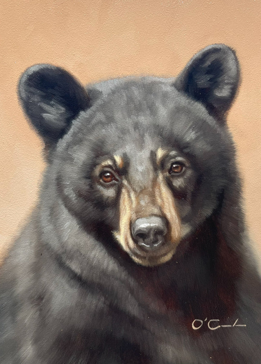 Ursa