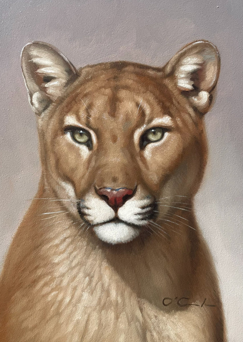 Cougar's Calm