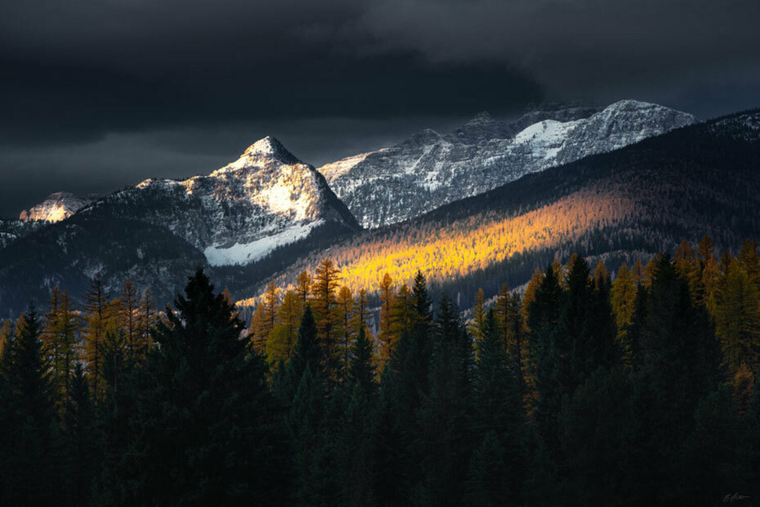 Larch Light #1