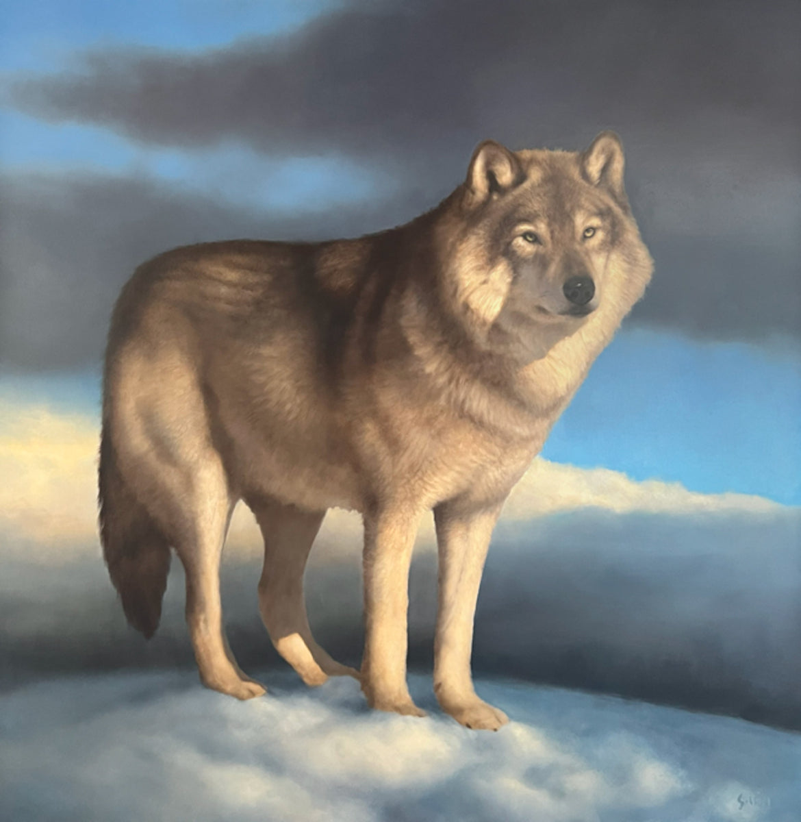 Canis Lupus