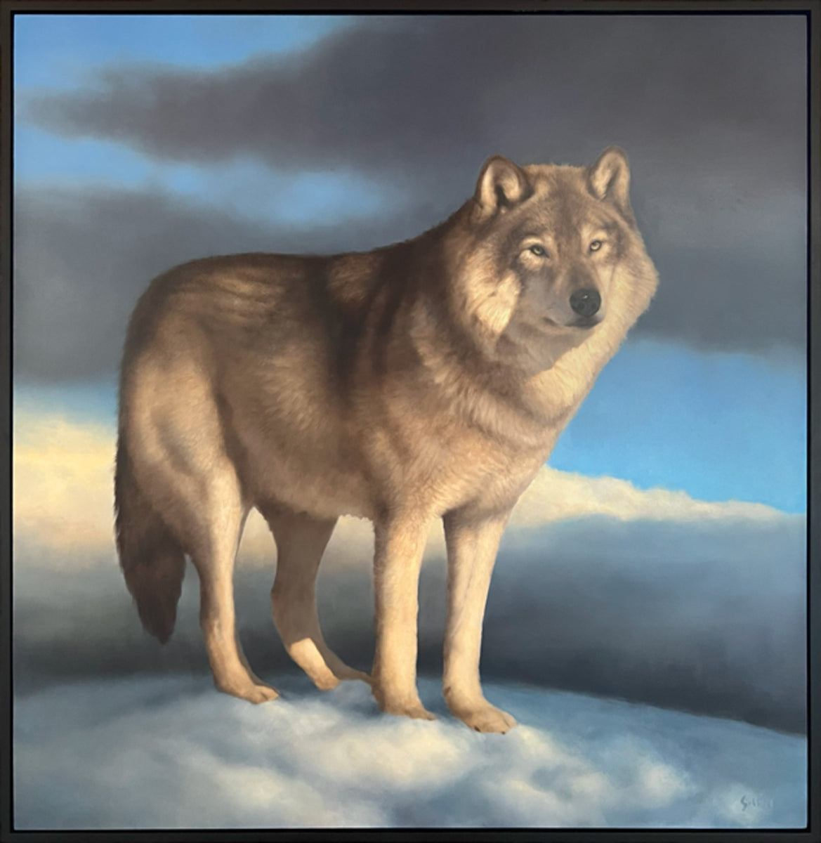 Canis Lupus