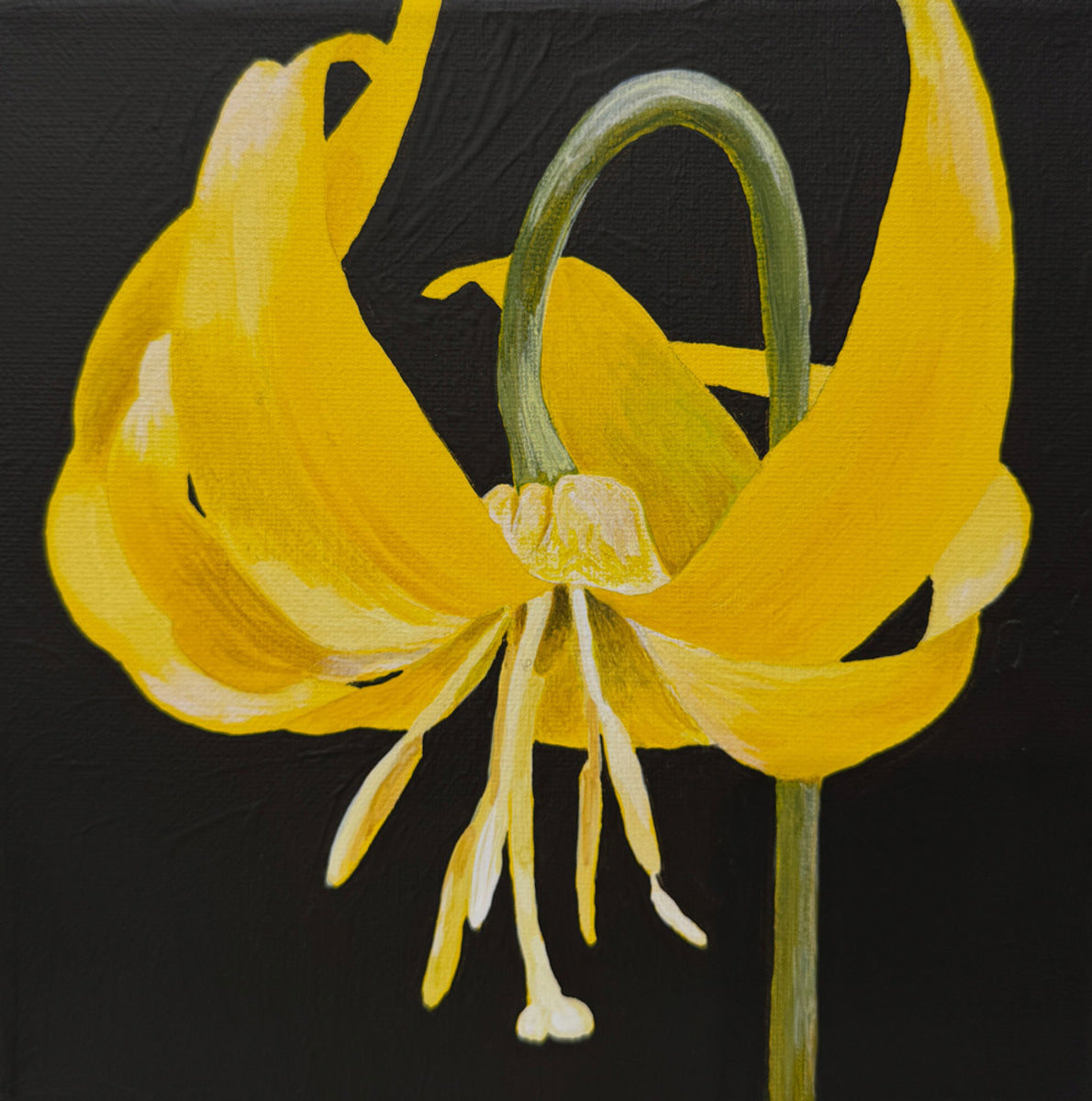 Glacier Lily
