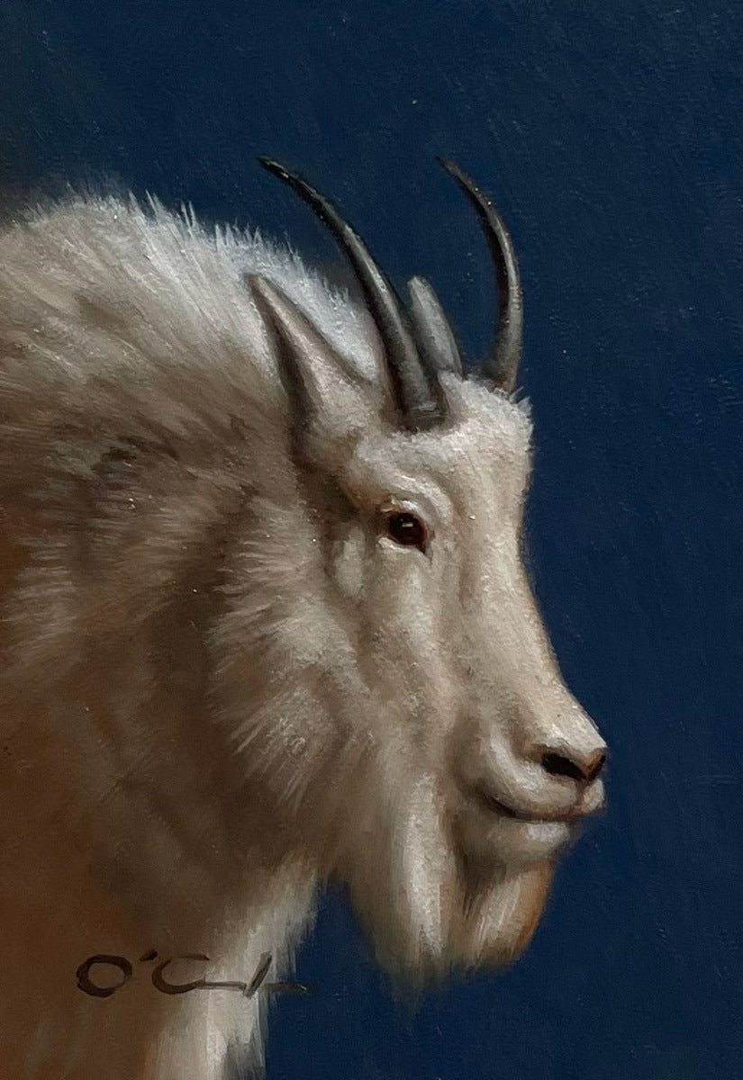 Mountain Goat on Royal Blue