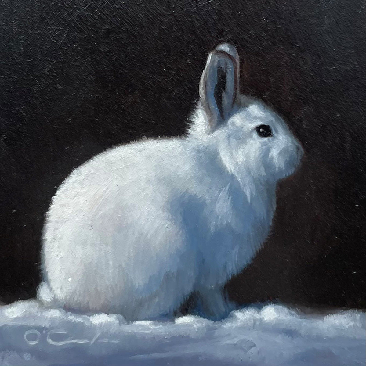 Arctic Hare