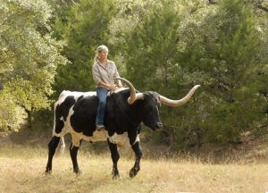 Sandra Stevens riding a cow