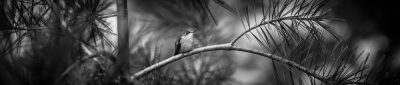 White Pine Hummingbird by Peter Genheimer