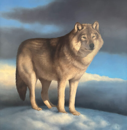 Canis Lupus
