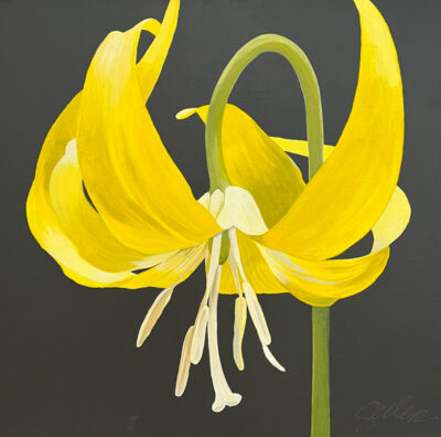 Glacier Lily