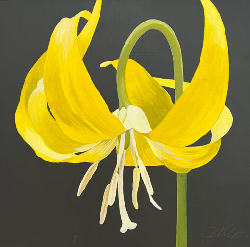 Glacier Lily